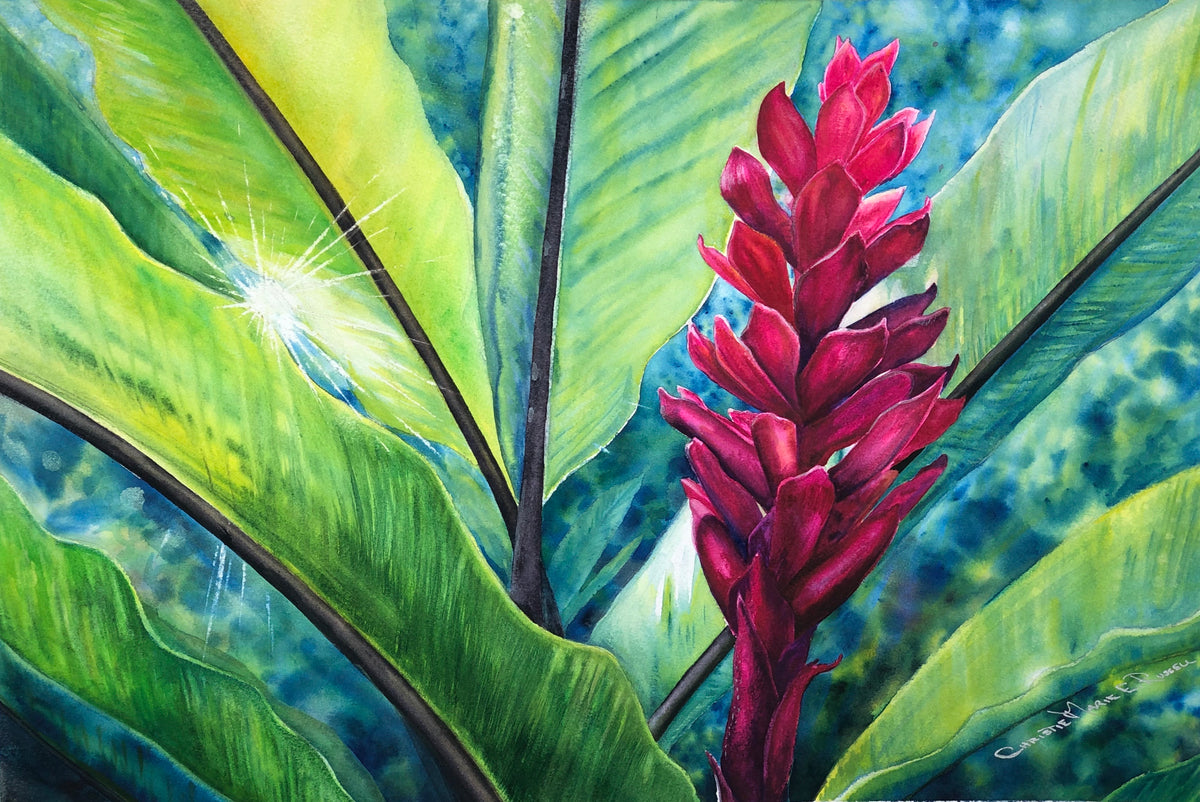 Tropical Flame original Hawaiian red ginger watercolor by Christie Marie Elder with deep magenta flowers and luminous tropical foliage